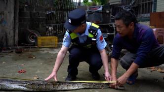 3米长蟒蛇进村“偷鸭”被捕，民警及时处置