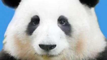 大熊猫“和花”成文旅局荣誉局长？网友：祝贺“花局”
