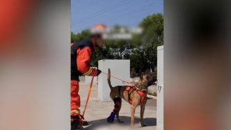 为救人截肢的搜救犬昆兰重返训练场