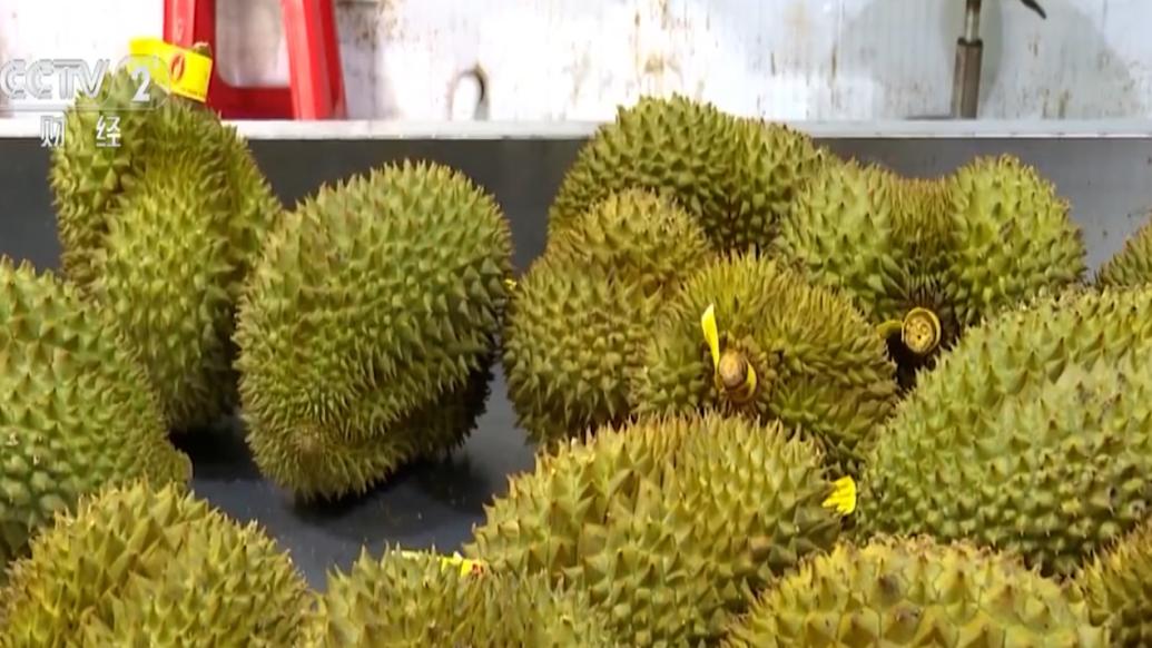 东南亚水果进入成熟期，边境口岸迎榴莲进口旺季