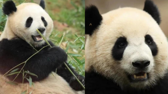 大熊猫“金喜”“茱萸”启程赴西班牙，开启十年旅居生活