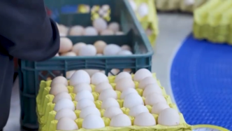 蛋价跌进“三元区”！蛋鸡养殖跌破成本线，未来价格怎么走