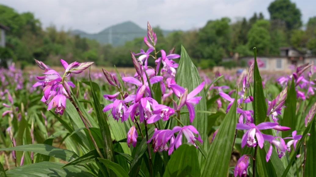 湖北咸宁万亩白芨花开引客来：农旅结合，让百姓增收