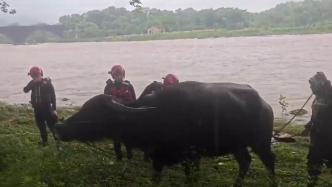 衢州暴雨突袭河水上涨，消防渡河牵引救牛