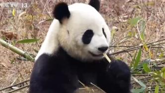 大熊猫“金喜”“茱萸”带着足量竹笋飞往西班牙
