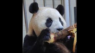 大熊猫“福宝” 隔离检疫生活即将期满，将择机与公众见面
