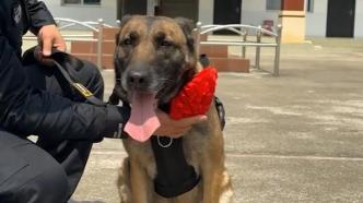 戍边缉毒8年的功勋犬退役了