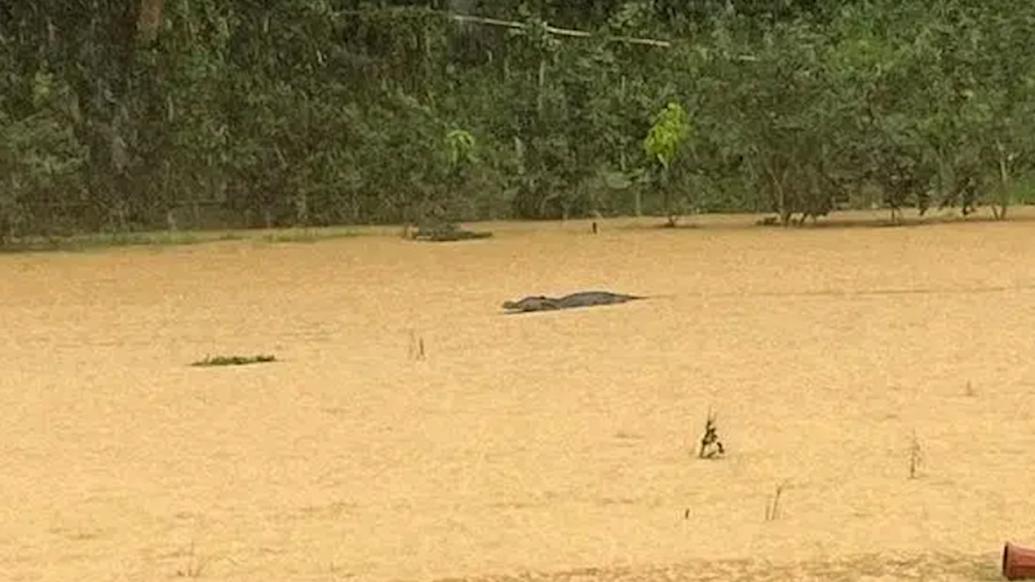 中山神湾有农场逃出鳄鱼?官方:已实施抓捕,情况可控