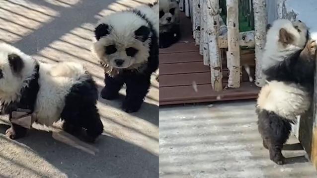 大熊猫长得“狗里狗气”？泰州动物园：系松狮犬染色，非大熊猫