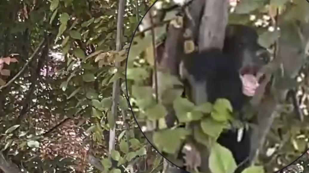 调皮小熊爬上4米高的树杈，保育员用食物诱下