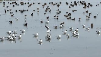 博斯腾湖鸟类繁殖季，将迎上千只幼鸟出巢