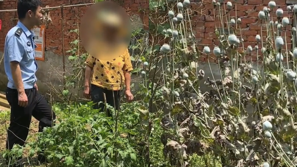 湖北天门大妈种植百余株罂粟称“当菜吃像茼蒿”，被警方行拘