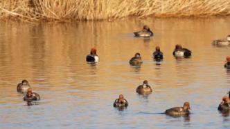 新疆台特玛湖：生态治理见成效，又见水鸟翩跹来