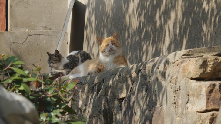 上海闵行多只流浪猫疑似中毒？男子向喂食器倒汽车冷却液，警方介入