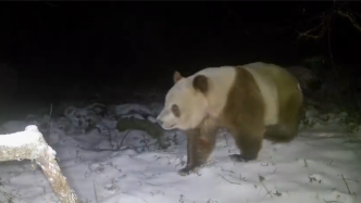 又一只棕色大熊猫，秦岭拍到疑似棕色大熊猫影像