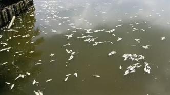 海南海口红城湖现大量死鱼，或因暴雨致海水倒灌进内湖所导致