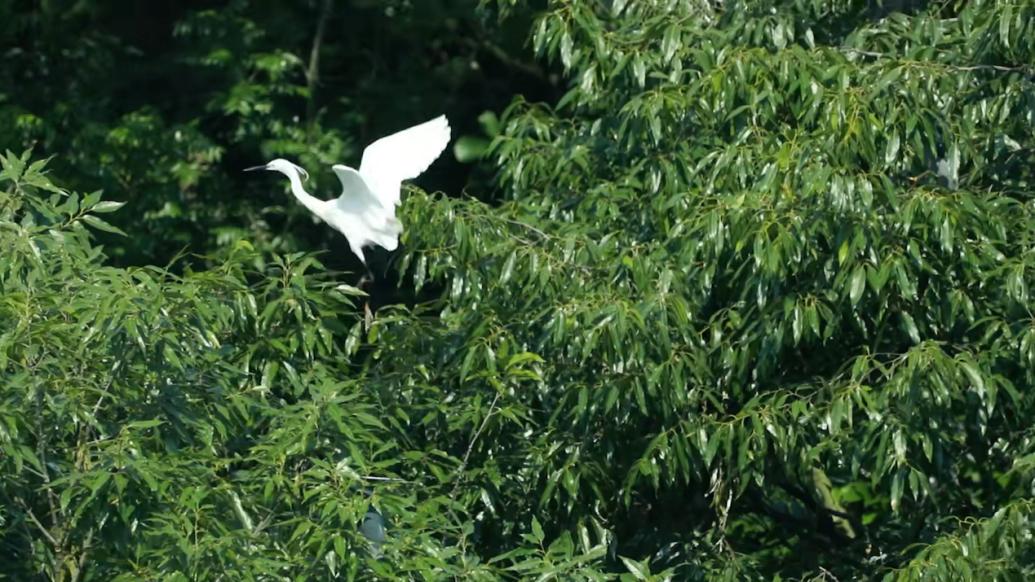 成群白鹭在湖北崇阳“安家”