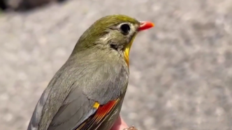 重慶一村民家現國家保護動物紅嘴相思鳥