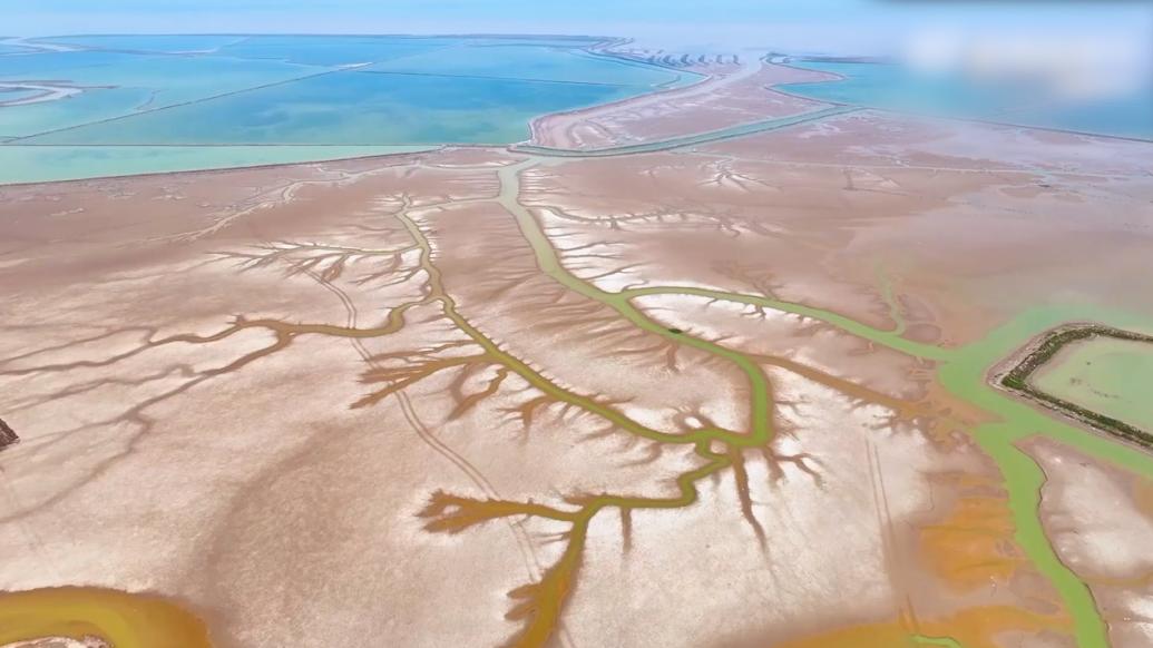 壮丽!黄海湿地潮汐树宛如游龙