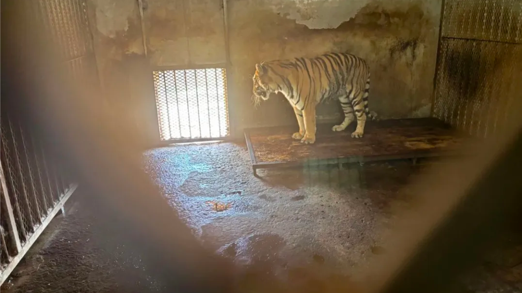 阜阳野生动物园20只东北虎死亡，专家再吁出台动物福利法