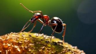 红火蚁有啥危害，如何防治？看看专家怎么说！｜科普时间