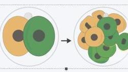 《细胞》：新研究揭示不对称性是如何造就生命的