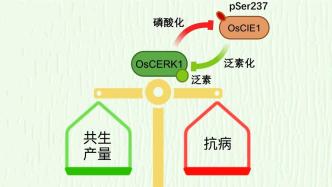 植物如何實現精準的免疫調控？中國科學家研究取得重要進展，成果登《自然》