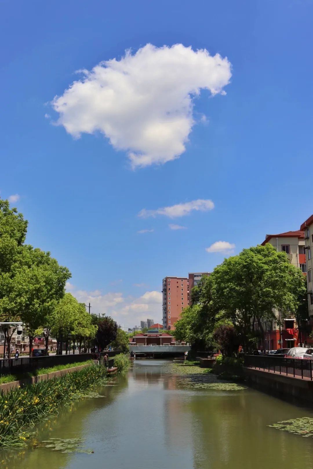 阳光正好,上海长宁这个"家门口"河道成为亲水好去处