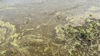 “湖北之肾”：八年四次被中央环保督察点名，洪湖水生态状况持续下滑