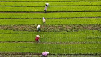 水稻如何给免疫反应踩“刹车”？中国科学家揭秘，可用于增产