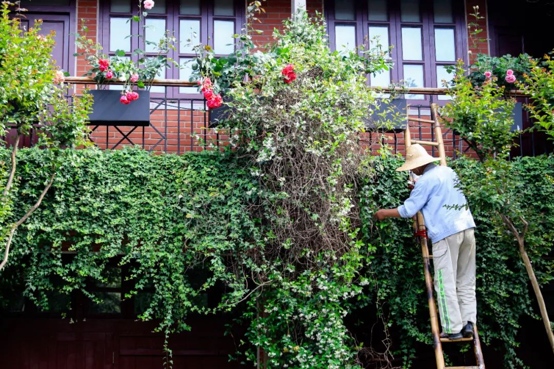 探秘|上海徐汇那些被绿植赋予新生的建筑