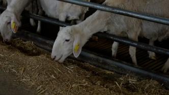 吃中药剪羊毛，新疆巴州440余万头羊儿准备度夏