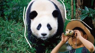 探秘大熊猫的“快乐老家”｜这个暑假，“十万个为什么”喊你一起走进国家公园
