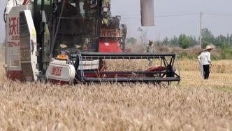 湖北咸宁：小麦陆续成熟，收割机抢天时确保颗粒归仓