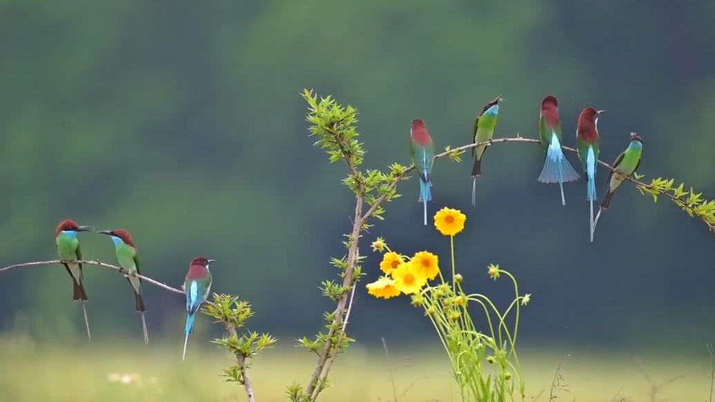 “中国最美小鸟”飞回湖北红安筑巢