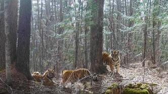 约70只野生东北虎在东北虎豹国家公园“定居”