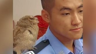 猫头鹰宝宝被民警救助后“赖着不走”