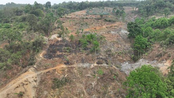 云南临沧百亩天然林被盗伐，省长到村子里实地察看整改情况