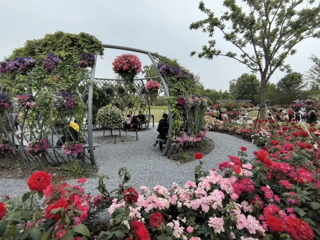 上海(国际)花展上海植物园主会场亮点频现