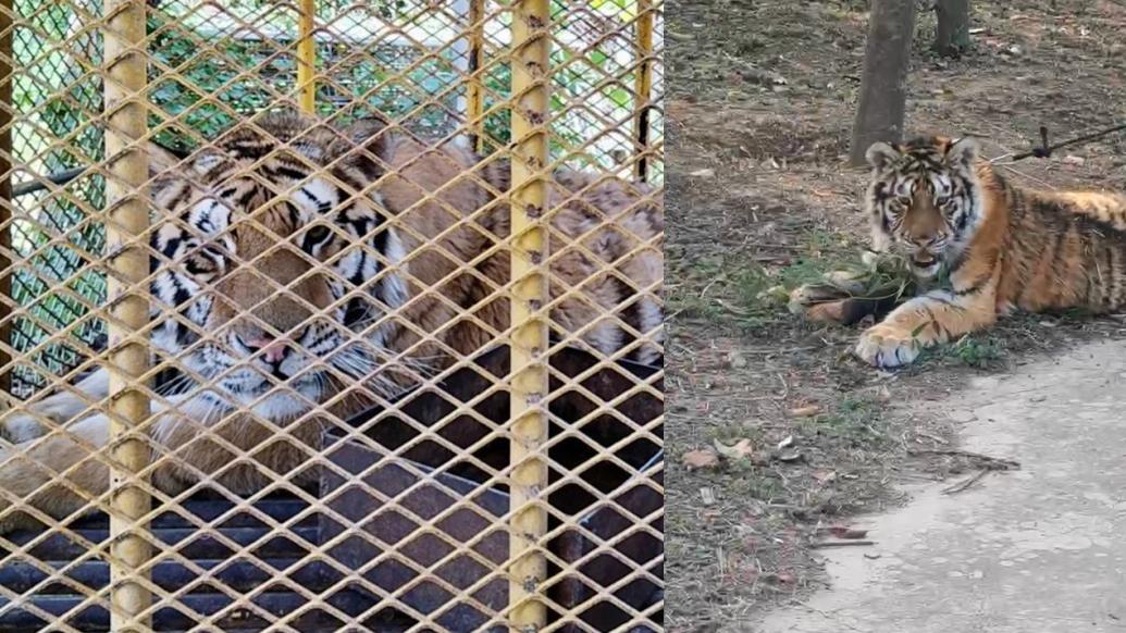 探访5年死亡20只虎的阜阳野生动物园，唯一繁育存活小虎呆在铁笼