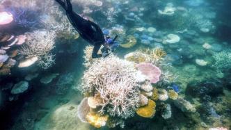 海水长时间异常高温：全球珊瑚礁正在发生第四次白化
