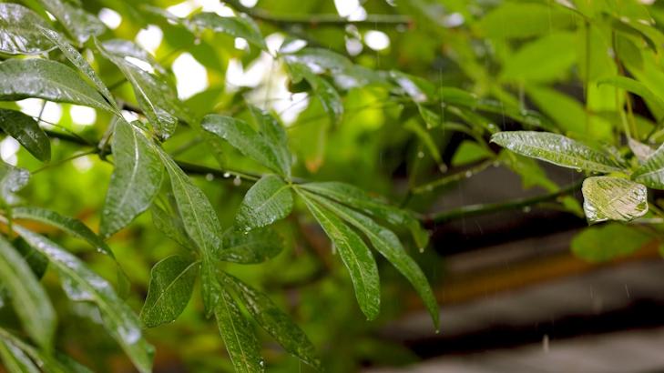 小滿之后，上海天氣又將是雨雨雨……