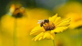 世界蜜蜂日｜“蜜”切关注传粉昆虫，普通人也能参与保护环境