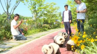 四只“熊猫”现身十堰街头引市民拍照，主人：系打扮后的松狮犬