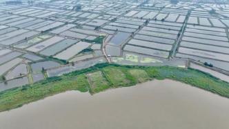 专家谈洪湖生态现状：水浊草无，退化时间相当长