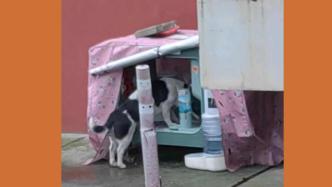 居民自费在小区为流浪猫安置喂食器，没几天就被邻居砸了？