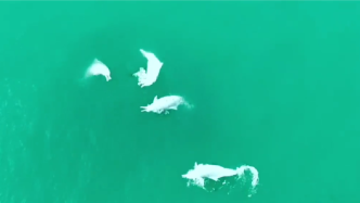 为了干饭，中华白海豚要学会高难度的捕食技巧