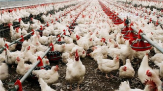 美国确认第二例人感染禽流感病例