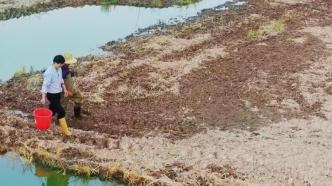 百姓话思想｜“稻虾鳖”共住一个家实现一田三收