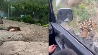 吉林珲春一只东北豹从公园跑出咬死村民家犬，已被麻醉送回